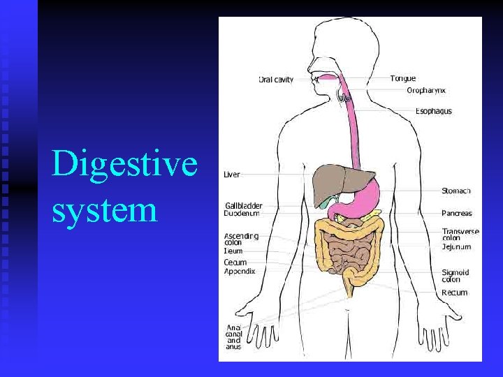Digestive system 