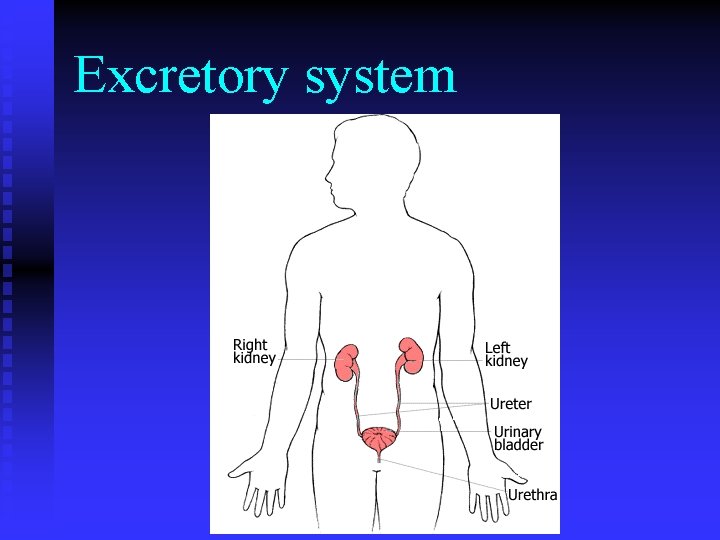 Excretory system 