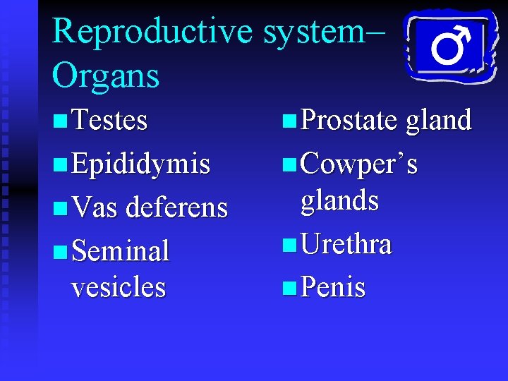 Reproductive system– Organs n Testes n Prostate gland n Epididymis n Cowper’s n Vas