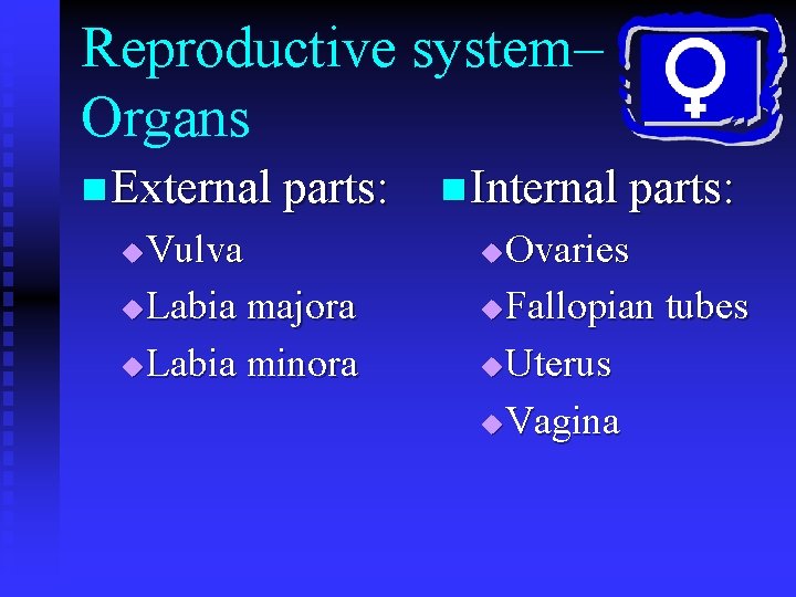 Reproductive system– Organs n External parts: Vulva u Labia majora u Labia minora u
