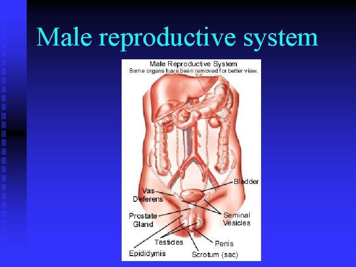 Male reproductive system 