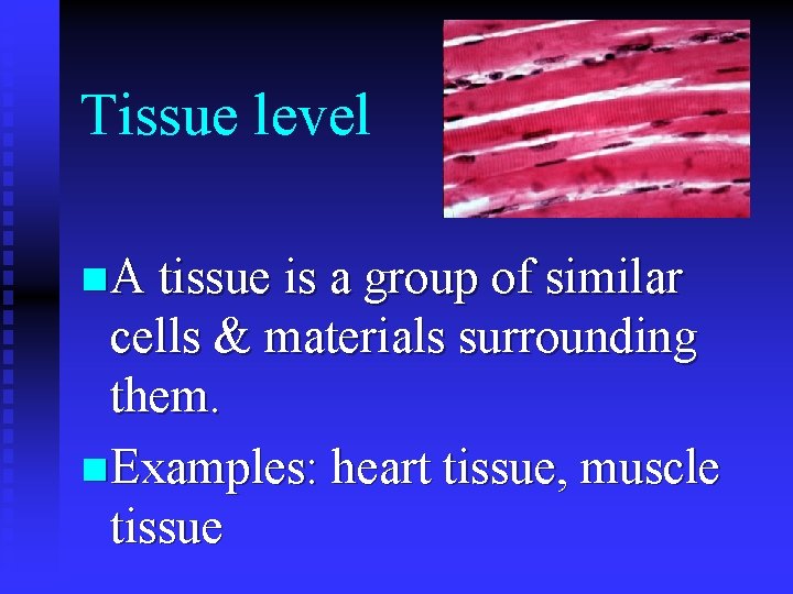 Tissue level n A tissue is a group of similar cells & materials surrounding