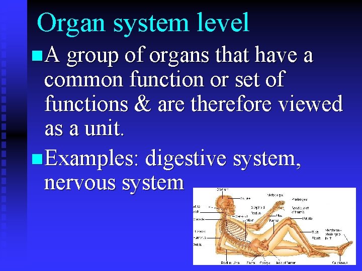 Organ system level n A group of organs that have a common function or