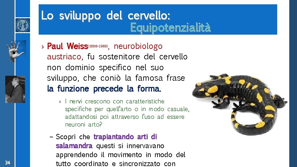 Lo sviluppo del cervello: Equipotenzialità › Paul Weiss(1898– 1989), neurobiologo austriaco, fu sostenitore del