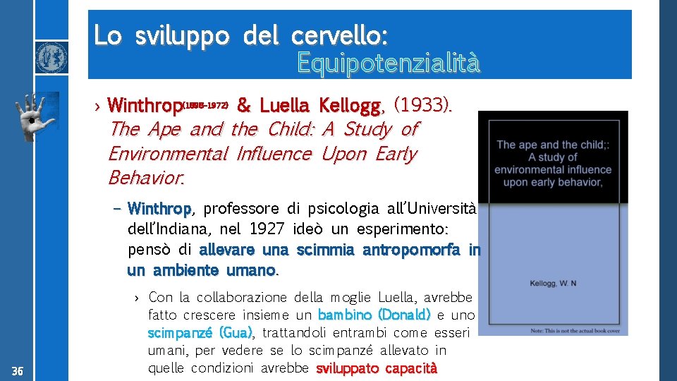 Lo sviluppo del cervello: Equipotenzialità › Winthrop(1898– 1972) & Luella Kellogg, (1933). The Ape