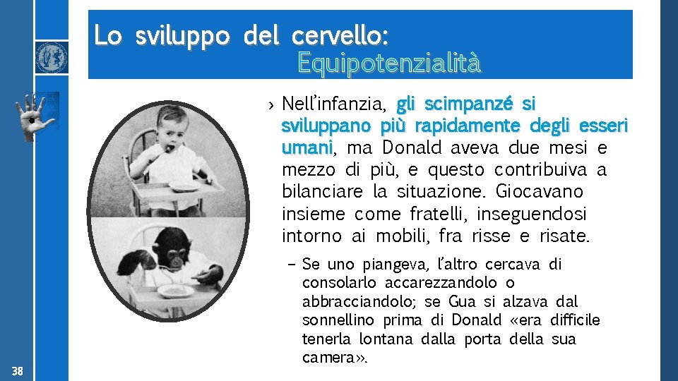 Lo sviluppo del cervello: Equipotenzialità › Nell’infanzia, gli scimpanzé si sviluppano più rapidamente degli