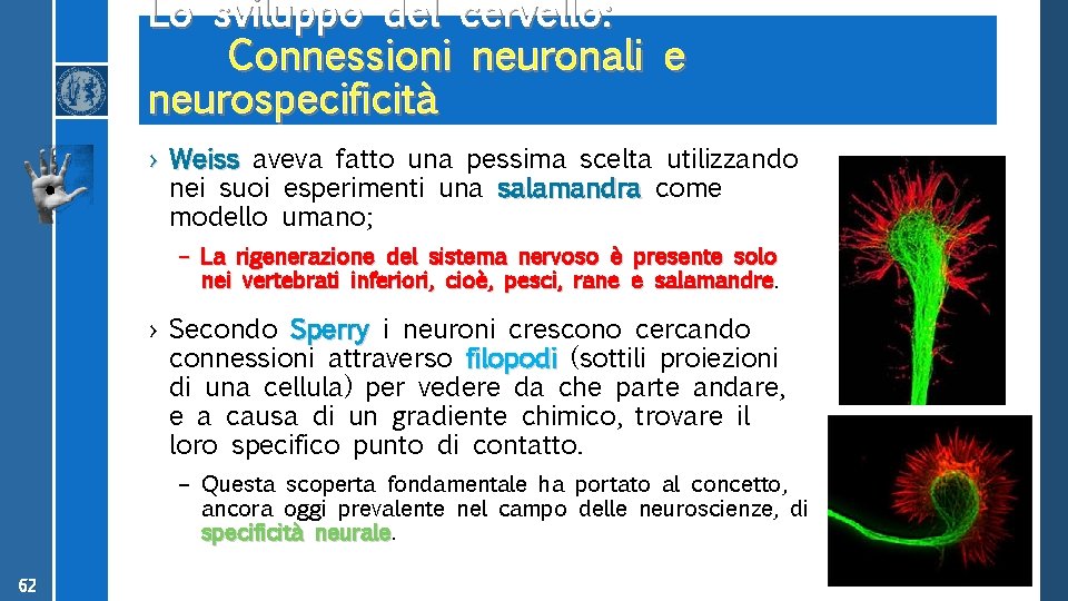 Lo sviluppo del cervello: Connessioni neuronali e neurospecificità › Weiss aveva fatto una pessima