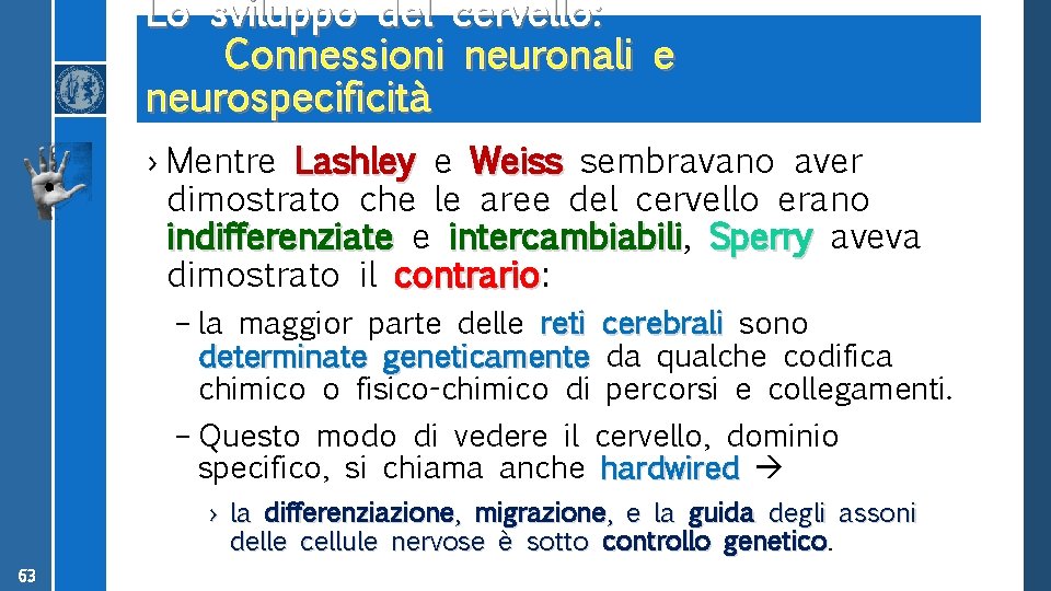 Lo sviluppo del cervello: Connessioni neuronali e neurospecificità › Mentre Lashley e Weiss sembravano