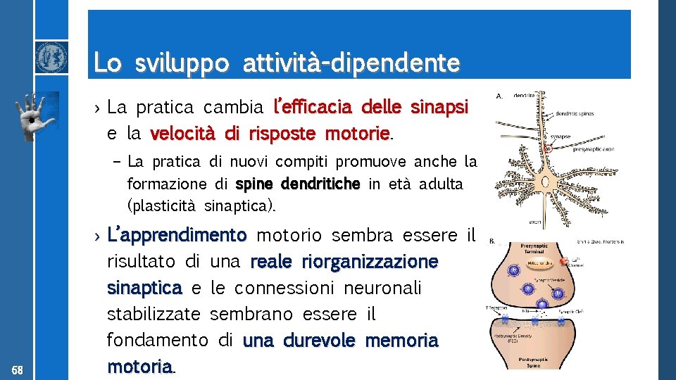 Lo sviluppo attività-dipendente › La pratica cambia l’efficacia delle sinapsi e la velocità di