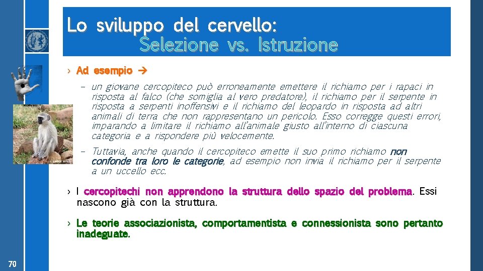 Lo sviluppo del cervello: Selezione vs. Istruzione › Ad esempio – un giovane cercopiteco