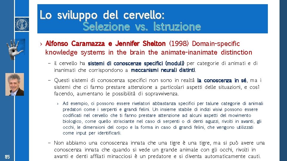 Lo sviluppo del cervello: Selezione vs. Istruzione › Alfonso Caramazza e Jennifer Shelton (1998)