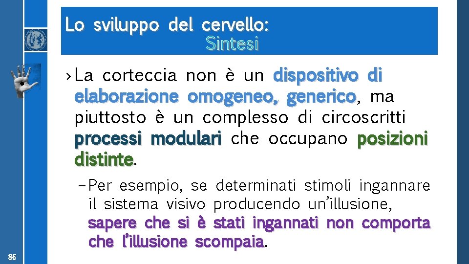 Lo sviluppo del cervello: Sintesi › La corteccia non è un dispositivo di elaborazione