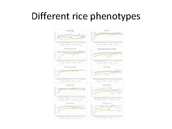 Different rice phenotypes 
