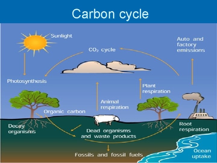 Carbon cycle 