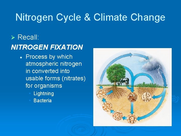 Nitrogen Cycle & Climate Change Recall: NITROGEN FIXATION Ø l Process by which atmospheric