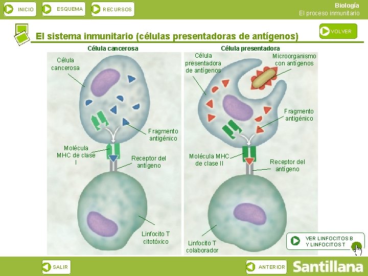 INICIO ESQUEMA Biología El proceso inmunitario RECURSOS VOLVER El sistema inmunitario (células presentadoras de