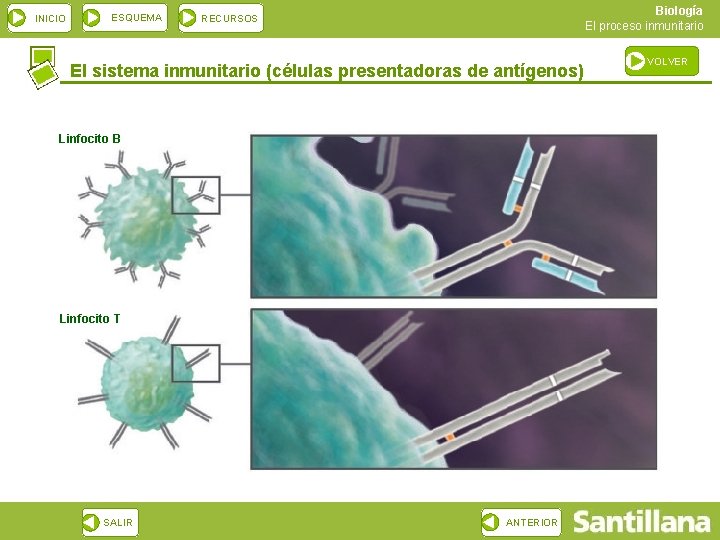 INICIO ESQUEMA Biología El proceso inmunitario RECURSOS El sistema inmunitario (células presentadoras de antígenos)