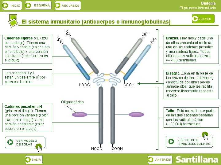 INICIO ESQUEMA Biología El proceso inmunitario RECURSOS El sistema inmunitario (anticuerpos o inmunoglobulinas) ─