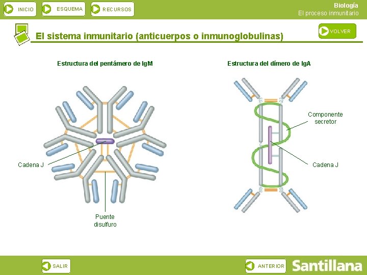 ESQUEMA INICIO Biología El proceso inmunitario RECURSOS VOLVER El sistema inmunitario (anticuerpos o inmunoglobulinas)