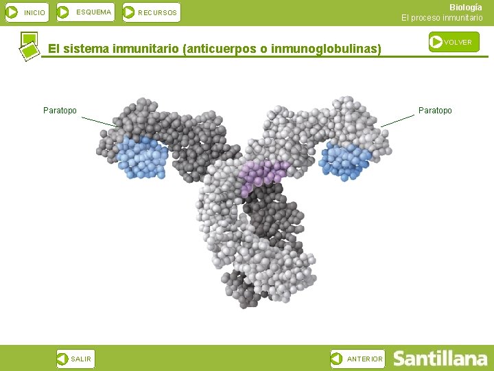 INICIO ESQUEMA Biología El proceso inmunitario RECURSOS El sistema inmunitario (anticuerpos o inmunoglobulinas) Paratopo