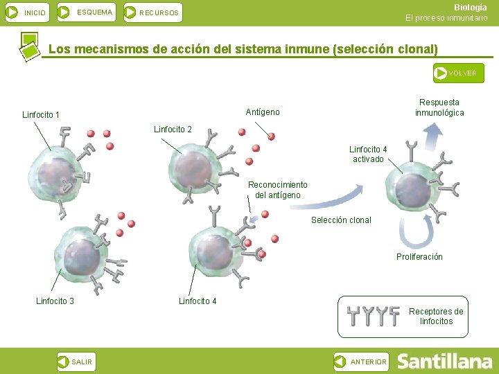 ESQUEMA INICIO Biología El proceso inmunitario RECURSOS Los mecanismos de acción del sistema inmune