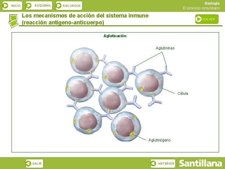 INICIO ESQUEMA Biología El proceso inmunitario RECURSOS Los mecanismos de acción del sistema inmune