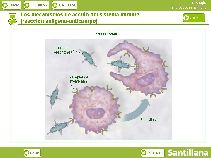 INICIO ESQUEMA Biología El proceso inmunitario RECURSOS Los mecanismos de acción del sistema inmune