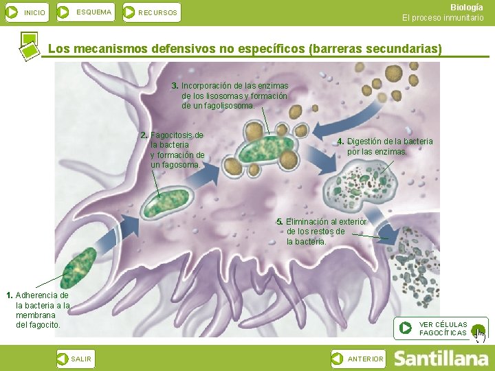 ESQUEMA INICIO Biología El proceso inmunitario RECURSOS Los mecanismos defensivos no específicos (barreras secundarias)