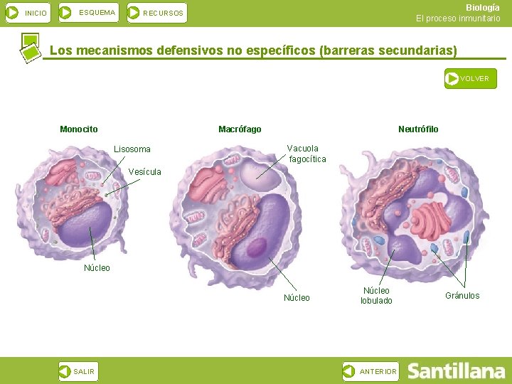 INICIO ESQUEMA Biología El proceso inmunitario RECURSOS Los mecanismos defensivos no específicos (barreras secundarias)