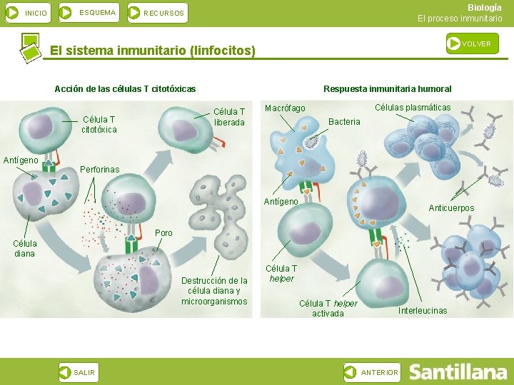 INICIO ESQUEMA Biología El proceso inmunitario RECURSOS VOLVER El sistema inmunitario (linfocitos) Acción de