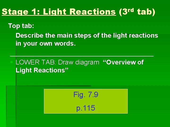 Stage 1: Light Reactions (3 rd tab) Top tab: Describe the main steps of