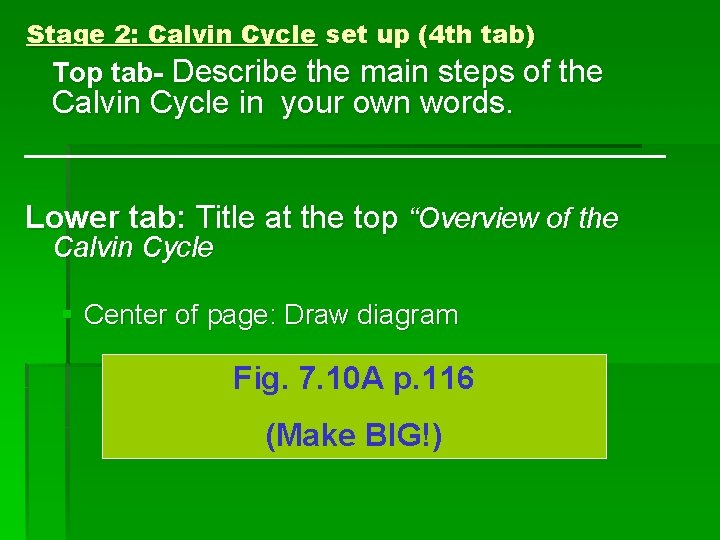 Stage 2: Calvin Cycle set up (4 th tab) Top tab- Describe the main