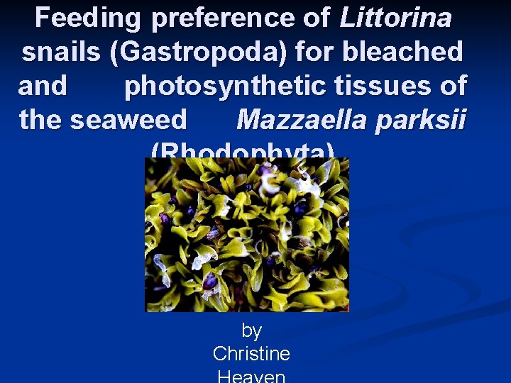 Feeding preference of Littorina snails (Gastropoda) for bleached and photosynthetic tissues of the seaweed