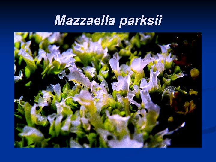 Mazzaella parksii 