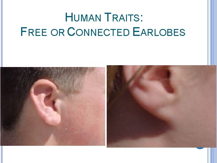 HUMAN TRAITS: FREE OR CONNECTED EARLOBES 