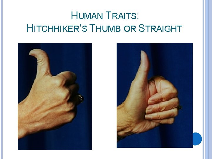 HUMAN TRAITS: HITCHHIKER’S THUMB OR STRAIGHT 
