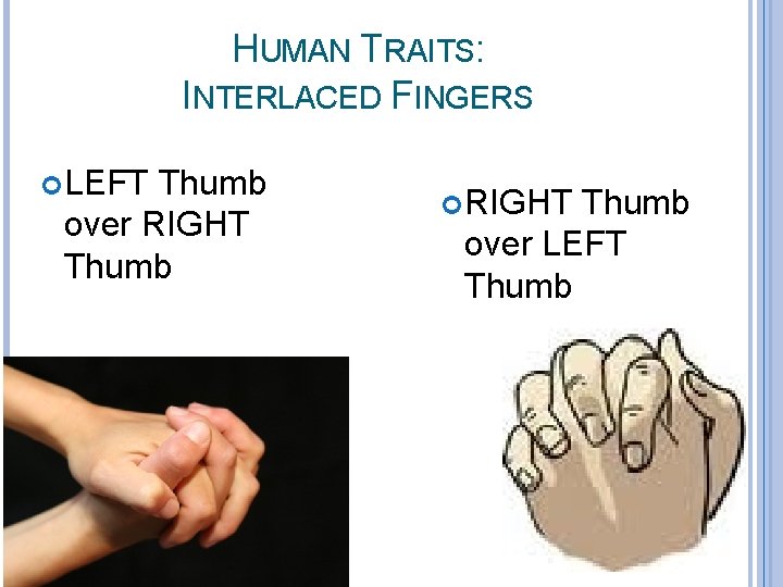 HUMAN TRAITS: INTERLACED FINGERS LEFT Thumb over RIGHT Thumb over LEFT Thumb 