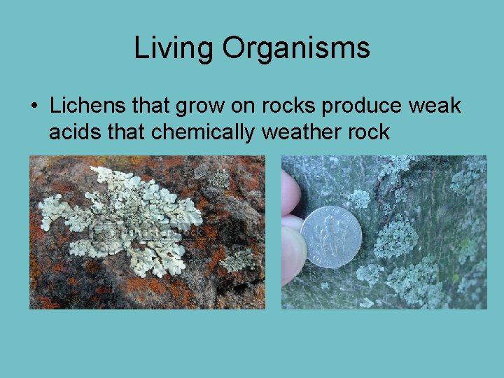 Living Organisms • Lichens that grow on rocks produce weak acids that chemically weather