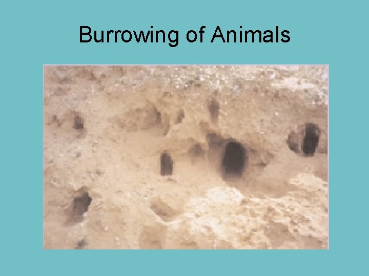 Burrowing of Animals 