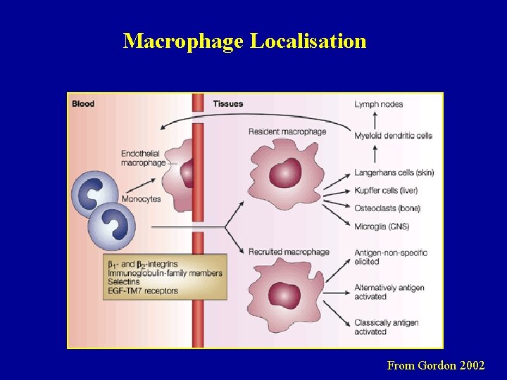 Macrophage Localisation From Gordon 2002 