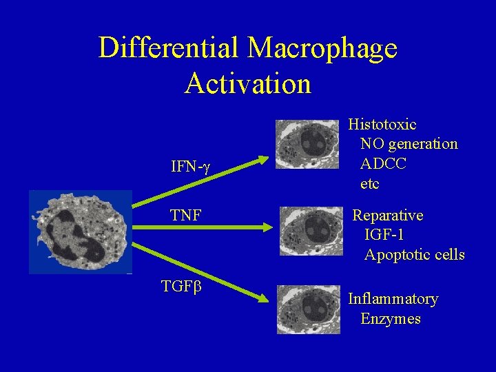 Differential Macrophage Activation IFN- TNF TGF Histotoxic NO generation ADCC etc Reparative IGF-1 Apoptotic