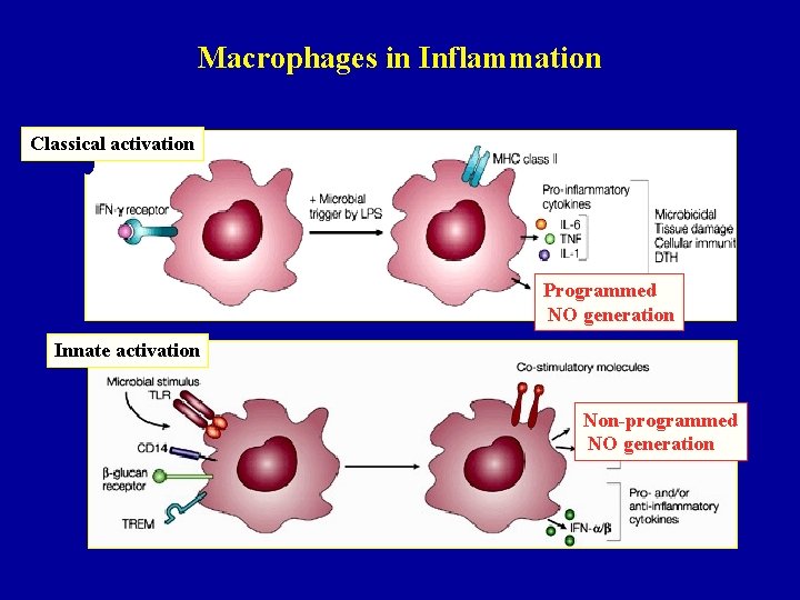 Macrophages in Inflammation Classical activation Programmed NO generation Innate activation Non-programmed NO generation 
