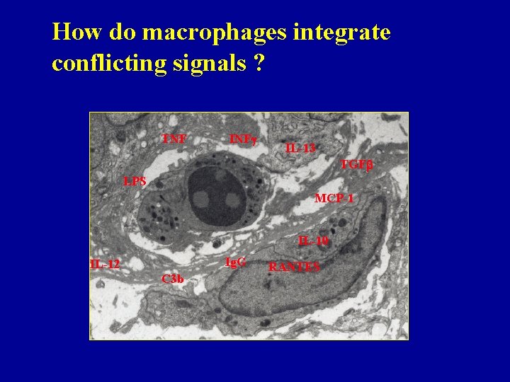 How do macrophages integrate conflicting signals ? TNF INF IL-13 TGF LPS MCP-1 IL-10