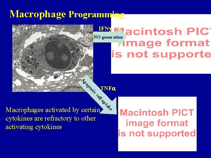 Macrophage Programming IFN NO generation A tic o pt po TNF ll ce ke