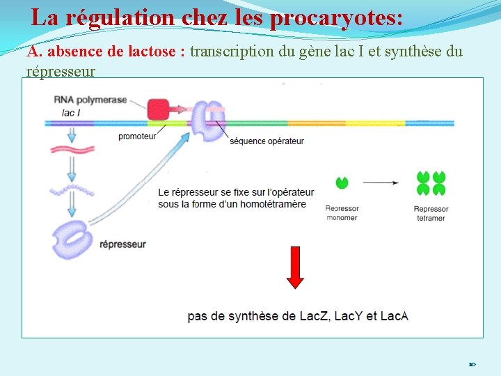 La régulation chez les procaryotes: A. absence de lactose : transcription du gène lac