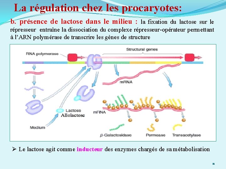 La régulation chez les procaryotes: b. présence de lactose dans le milieu : la