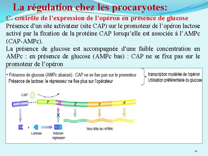 La régulation chez les procaryotes: C. contrôle de l’expression de l’opéron en présence de
