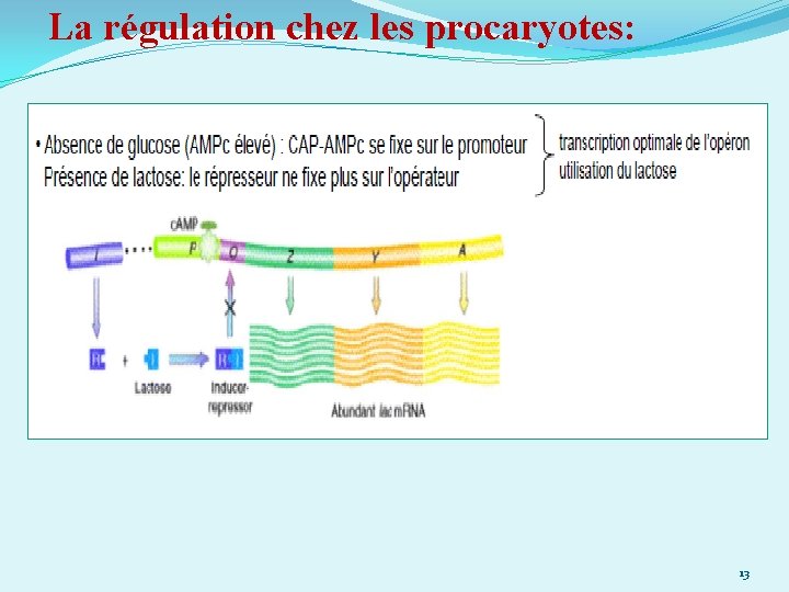 La régulation chez les procaryotes: 13 