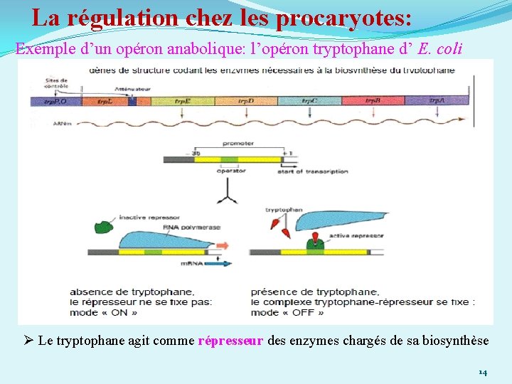 La régulation chez les procaryotes: Exemple d’un opéron anabolique: l’opéron tryptophane d’ E. coli