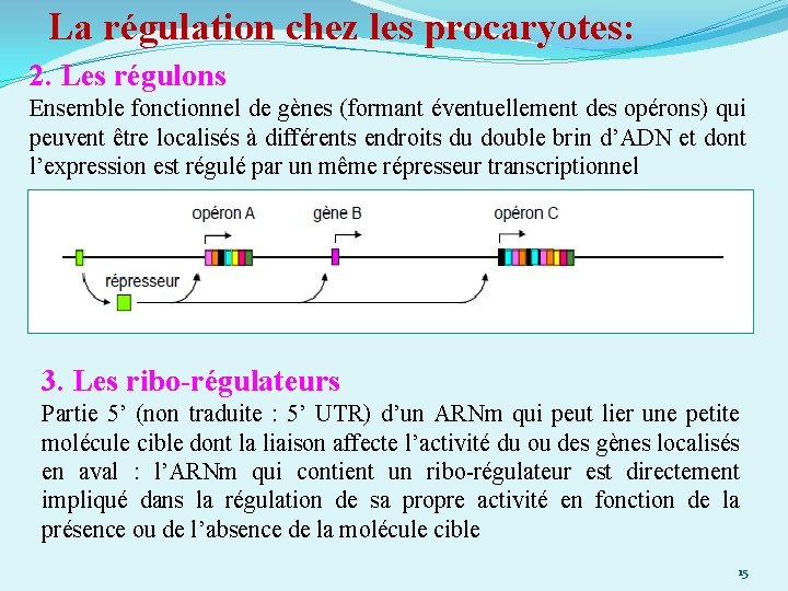 La régulation chez les procaryotes: 2. Les régulons Ensemble fonctionnel de gènes (formant éventuellement